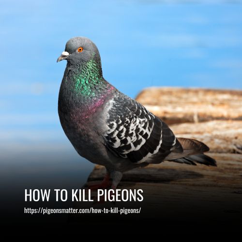 How To Kill Pigeons