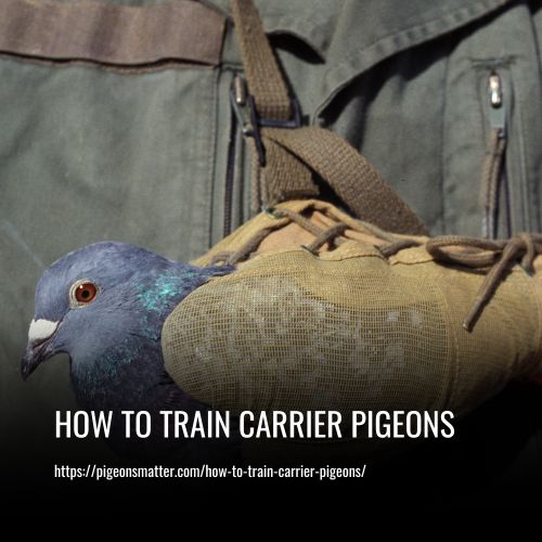 How To Train Carrier Pigeons