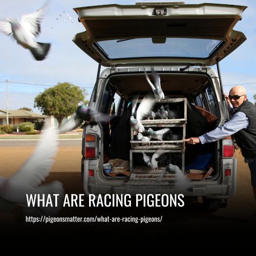 What Are Racing Pigeons