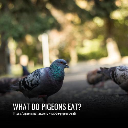 Read more about the article What Do Pigeons Eat? A Look at Their Natural Diet