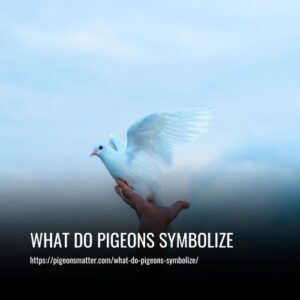 Read more about the article What Do Pigeons Symbolize