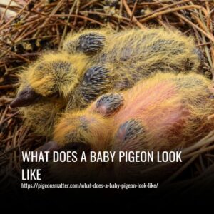 Read more about the article What Does A Baby Pigeon Look Like