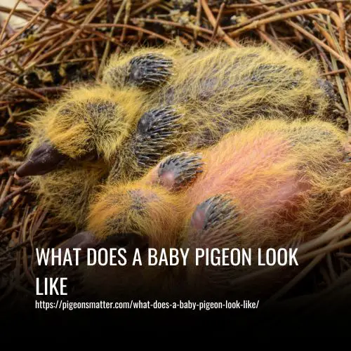 What Does A Baby Pigeon Look Like