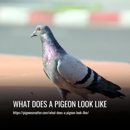 What Does A Pigeon Look Like