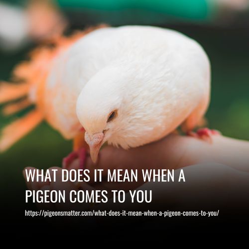 What Does It Mean When A Pigeon Comes To You