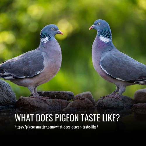 What Does Pigeon Taste Like