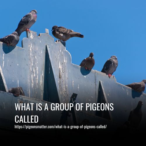 What Is A Group Of Pigeons Called