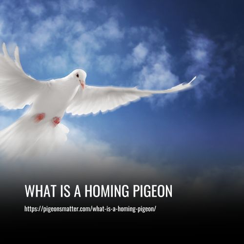 What Is A Homing Pigeon