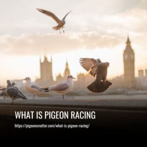 Read more about the article What Is Pigeon Racing: The Ultimate Guide to a Unique Sport