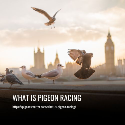 What Is Pigeon Racing