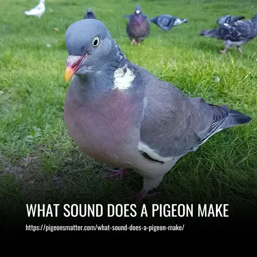 What Sound Does A Pigeon Make