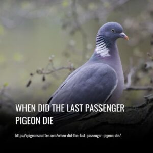 Read more about the article When Did The Last Passenger Pigeon Die