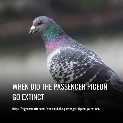 When Did The Passenger Pigeon Go Extinct