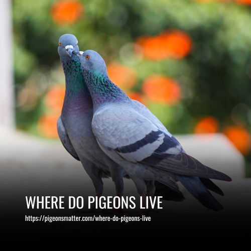 Where Do Pigeons Live