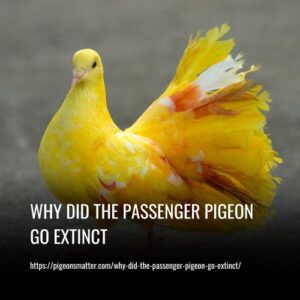 Read more about the article Why Did The Passenger Pigeon Go Extinct