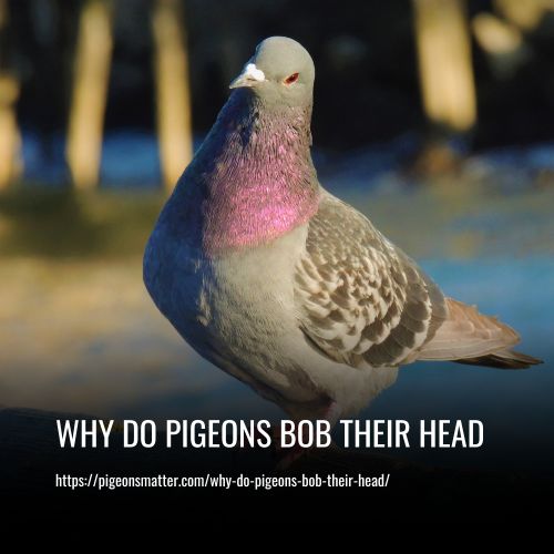 Why Do Pigeons Bob Their Head