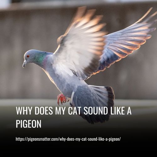 Why Does My Cat Sound Like A Pigeon