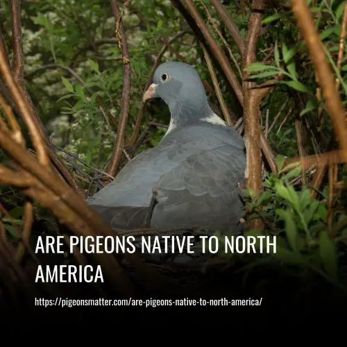 Are Pigeons Native To North America