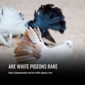 Read more about the article Are White Pigeons Rare? Everything You Need to Know