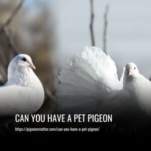 Read more about the article Can You Have a Pet Pigeon? Everything You Need to Know