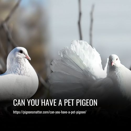 Can You Have A Pet Pigeon