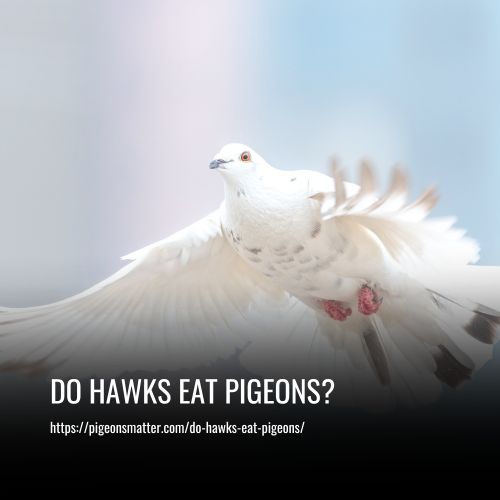 Do Hawks Eat Pigeons