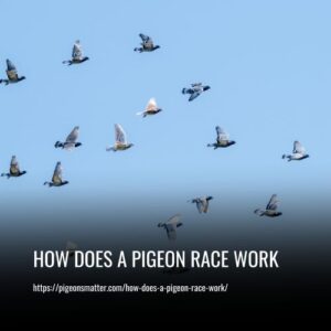 Read more about the article How Does A Pigeon Race Work?