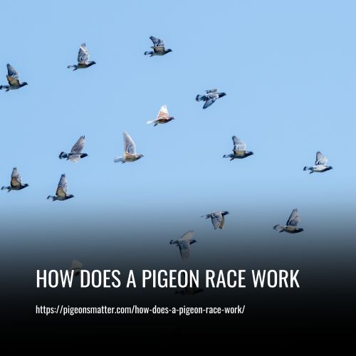 How Does A Pigeon Race Work