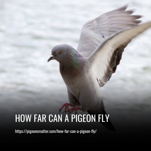 How Far Can A Pigeon Fly