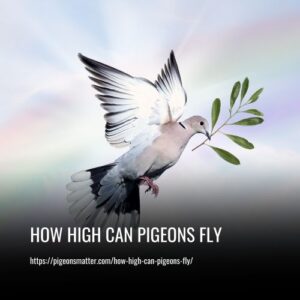 Read more about the article How High Can Pigeons Fly