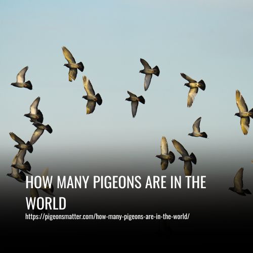 How Many Pigeons Are In The World
