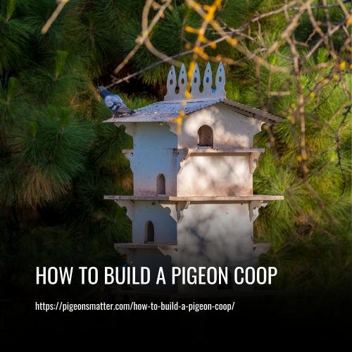 How To Build A Pigeon Coop