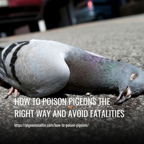 How To Poison Pigeons the Right Way and Avoid Fatalities