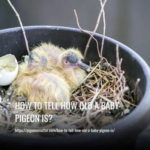 How To Tell How Old A Baby Pigeon Is