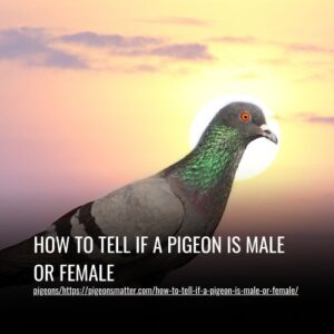 Read more about the article How To Tell If A Pigeon Is Male Or Female
