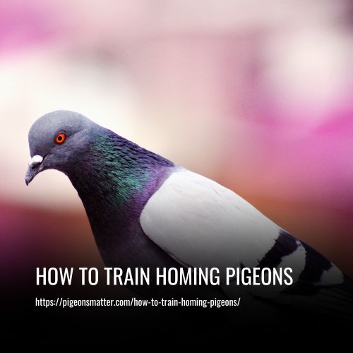 How To Train Homing Pigeons
