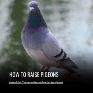 Read more about the article How to Raise Pigeons: A Beginner’s Guide to Pigeon Keeping