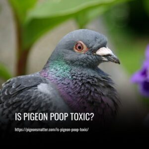 Read more about the article Is Pigeon Poop Toxic? Everything You Need to Know