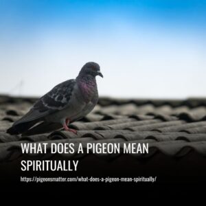 Read more about the article What Does A Pigeon Mean Spiritually