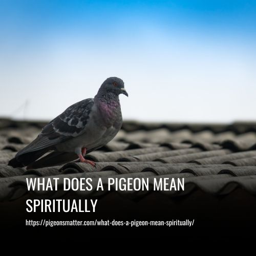 What Does A Pigeon Mean Spiritually