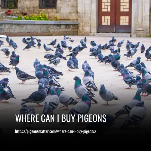 Where Can I Buy Pigeons