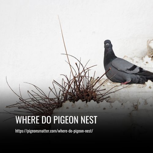 Where Do Pigeon Nest