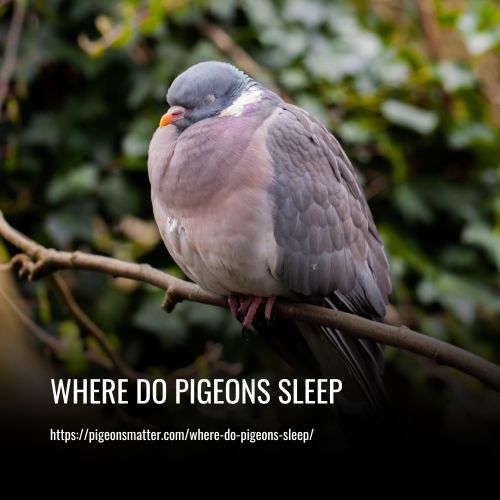 Where Do Pigeons Sleep