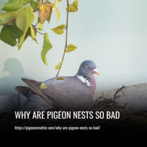 Read more about the article Why Are Pigeon Nests So Bad