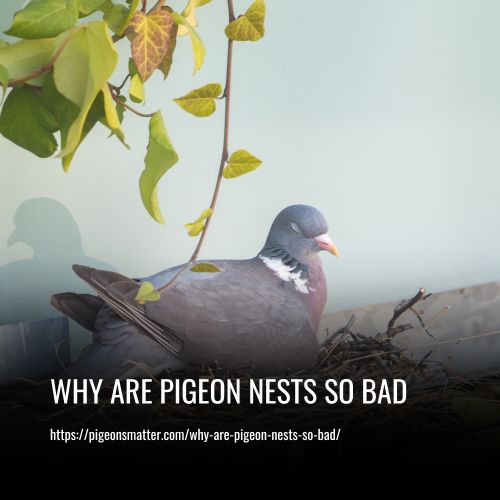 Why Are Pigeon Nests So Bad
