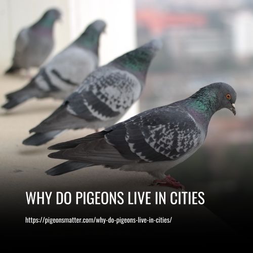 Why Do Pigeons Live In Cities