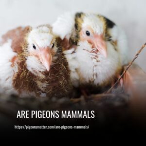 Read more about the article Are Pigeons Mammals