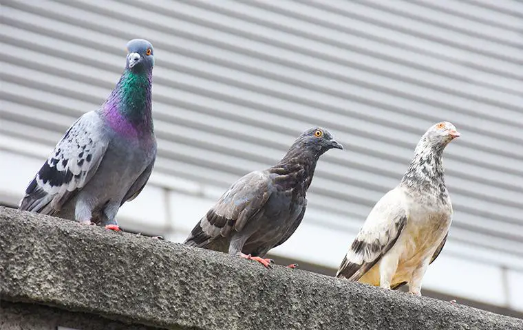 Health Benefits For Pigeons Eating Rice