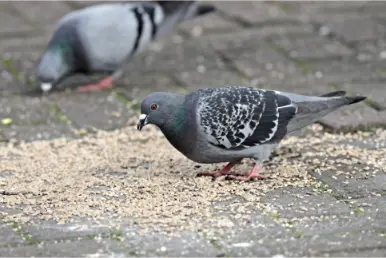 How Do You Identify If a Pigeon is Vomiting - Breathing Difficulties