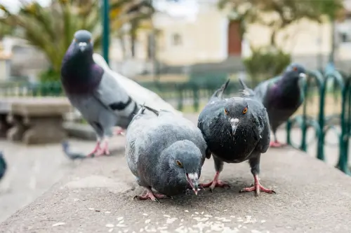 How Often To Feed Rice To Pigeons